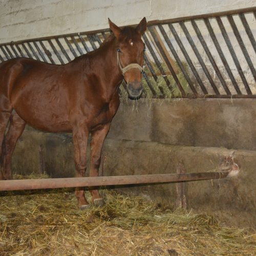 Druga kasztanka ze skupu odnalezionego 10 marca to klacz maÅ�opolska. PrzyjechaÅ�a  dzieÅ� przed naszÄ� wizytÄ�. Nie wiadomo skÄ�d pochodzi, handlarz mÃ³wi tylko, Å¼e jest u niego  juÅ¼ jako u trzeciego. Mieli nadzieje odsprzedaÄ� droÅ¼ej pod siodÅ�o bo Å�adnaâ�¦ale niestety  â��wrednaâ�� wiÄ�c przekazujÄ� dalej. CzekaÅ�a razem z ciÄ�Å¼arnÄ� kasztankÄ� na rzeÅºnie. Zamiast do  ubojni wyjedzie do Stajni Stowarzyszenia Benek. 7 tys, tyle byÅ�o warte jej Å¼ycie, ktÃ³re  podarowaÅ� jej Benek. Teraz rÃ³wnieÅ¼ Benek bÄ�dzie zapewniaÅ� jej â��wikt i opierunekâ��. â�� w: stajnia Stowarzyszenie Benek.