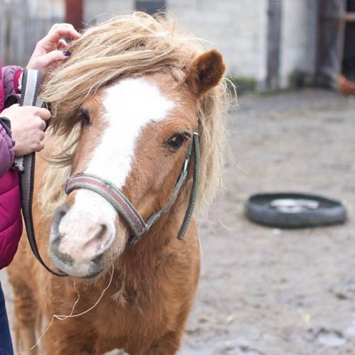 Pralinka - Ruda smutna kucynka. Zrezygnowana, wystraszona, samotna. Przebywala w tym samym  miejscu co ciemna kasztanka z synem. Jej los byÅ� niepewny. Nie mogliÅ�my jej tam zostawiÄ�.  Wyceniona na 800 zÅ�. PeÅ�nÄ� kwotÄ� na jej wykup podarowali nam Ewa i Karol Bedorf,  dziÄ�kujemy! Kucynka zamieszka u â��Benkaâ��, ale bÄ�dzie na utrzymaniu ZwierzÄ�cej Polany. â�� w: stajnia Stowarzyszenie Benek.