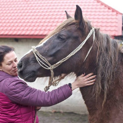 Ana - Ciemna kasztanka (polski koÅ� zimnokrwisty) czekaÅ�a na nas w pierwszym miejscu, ktÃ³re  sprawdziliÅ�my po Skaryszewie. PrzetrzymujÄ� tam konie, ktÃ³re wyjechaÅ�y z targu i dzielÄ� na  grupy. Mimo, Å¼e bardzo spÅ�oszona, wtulaÅ�a siÄ� caÅ�Ä� sobÄ� w czÅ�owieka. Jakby prosiÅ�a â��nie  puszczaj, pomÃ³Å¼â��. Zamieszka u Benka, natomiast koszty jej utrzymania bÄ�dzie pokrywaÅ�a  Polana. Cena jej Å¼ycia: 7 tys. PeÅ�nÄ� kwotÄ� na wykup tej cudownej kasztanki podarowali nam  Ewa i Karol Bedorf, dziÄ�kujemy! â�� w: stajnia Stowarzyszenie Benek.