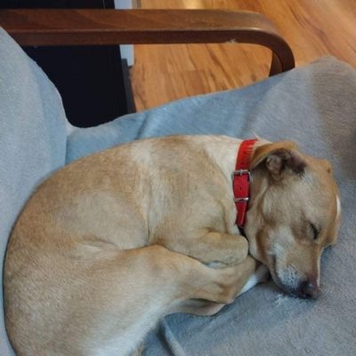 jadzia do adopcji (1)