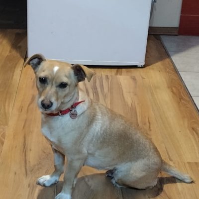 jadzia do adopcji (3)
