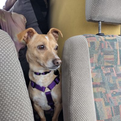 jadzia do adopcji (7)