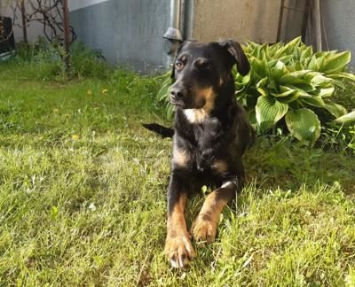 lucy do adopcji (10)-432x324