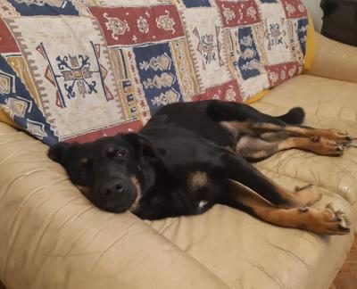 lucy do adopcji (12)-432x324