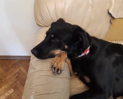 lucy do adopcji (7)-432x324