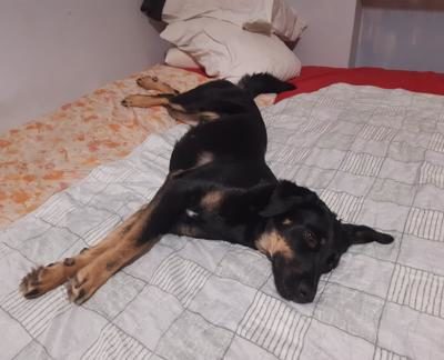 lucy do adopcji (8)-432x324