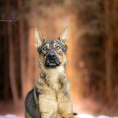 rafi_do adopcji (2)