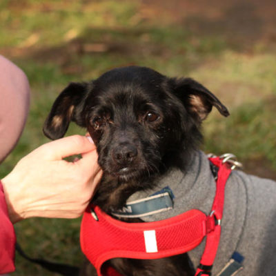 KMINEK DO ADOPCJI (11)