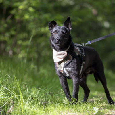 gustlik do adopcji (1)