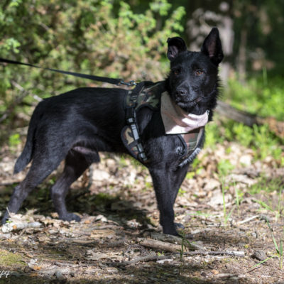 gustlik do adopcji (3)