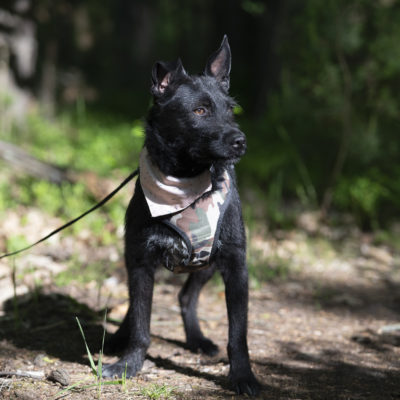 gustlik do adopcji (5)