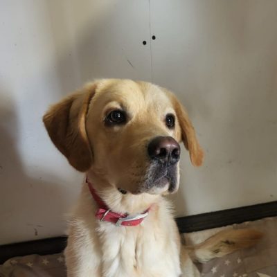 bemol do adopcji (1)