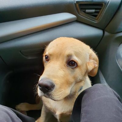 bemol do adopcji (3)