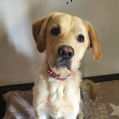 bemol do adopcji (4)