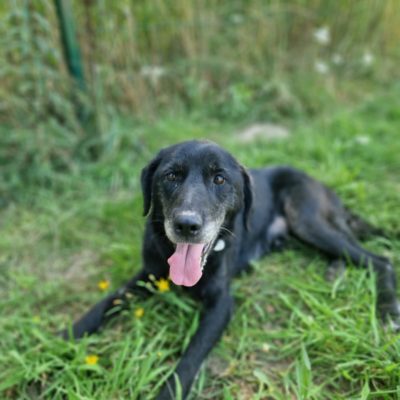 papaya do adopcji (4)